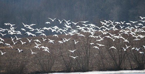 trees winter cold tree ice geese flock goose migration snowgeese middlecreekwildlifemanagementarea photocontesttnc13