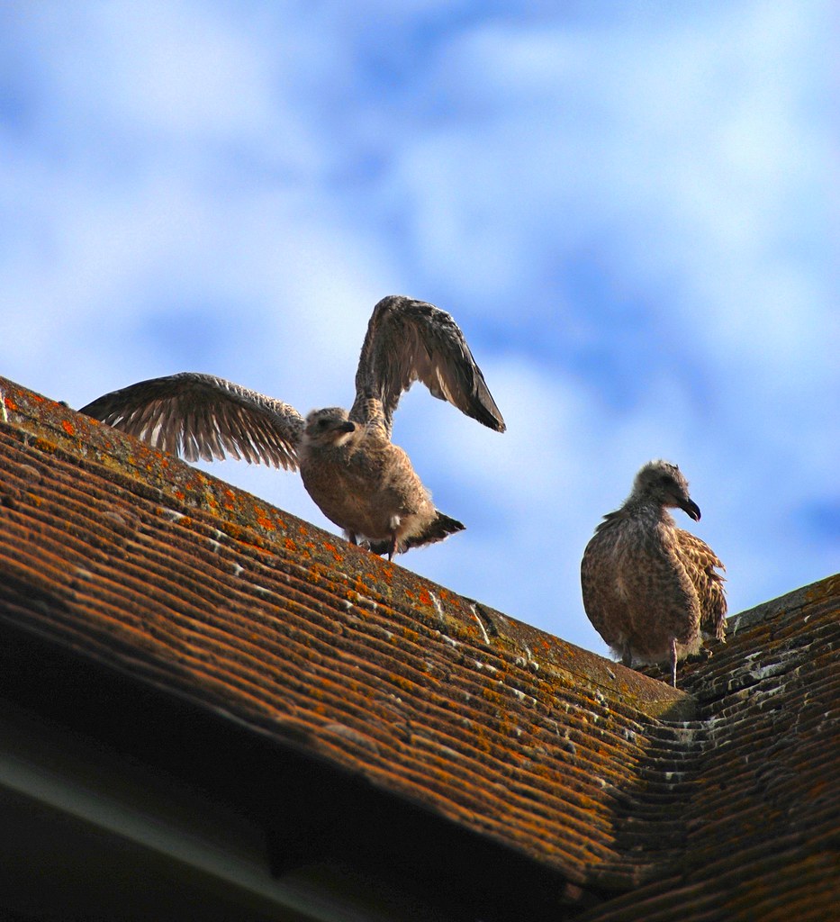 When On a Roof Young Gulls Can Feel All at Sea! | These two … | Flickr