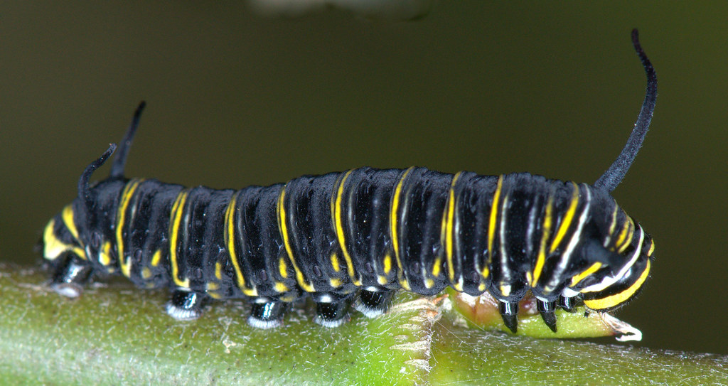 "Black" Monarch Caterpillar "Black" variation Monarch cate… Flickr