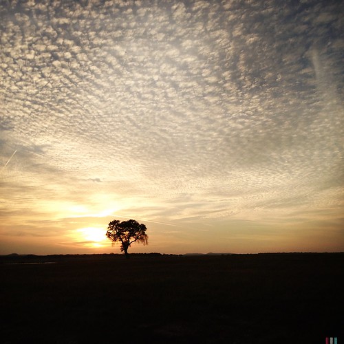 sunset sky tree clouds landscape solotree hipstamatic danapeakpark blankofreedom13film janelens