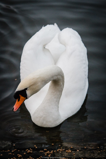 A Swan's having dinner.