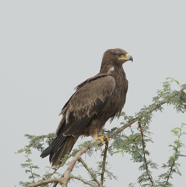 Tawny Eagle