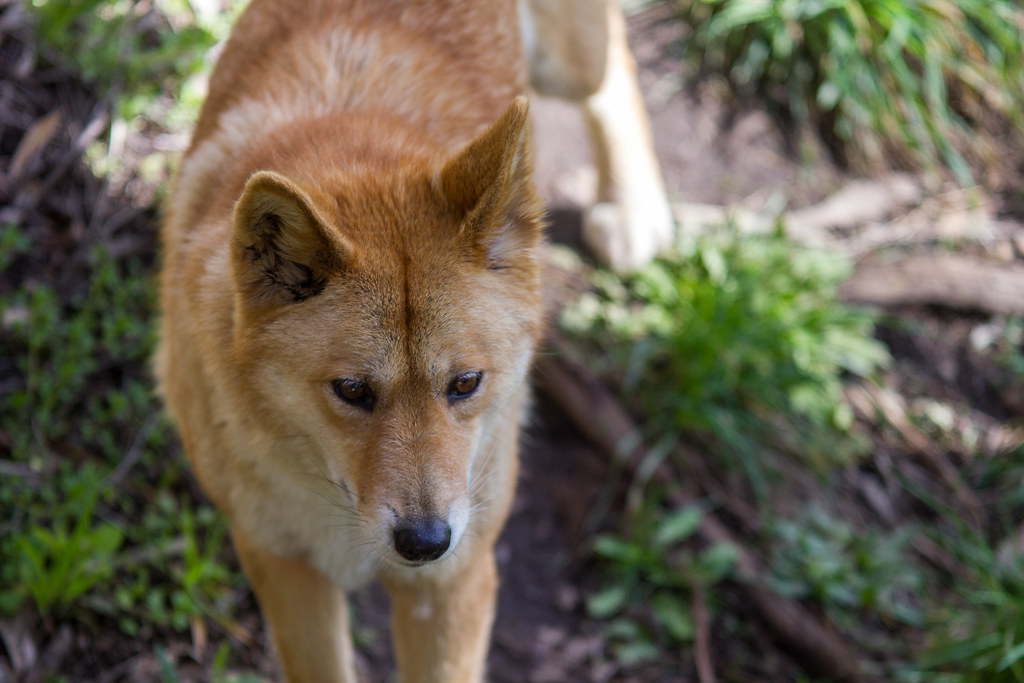 Cleland Wildlife Park | Dingo at Cleland Wildlife Park, Sout… | Flickr