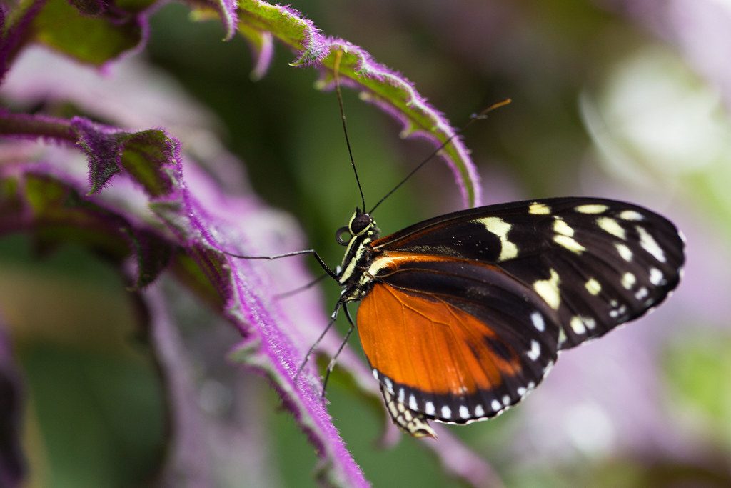 Tiger longwing butterfly (heliconius hecale), Wisley