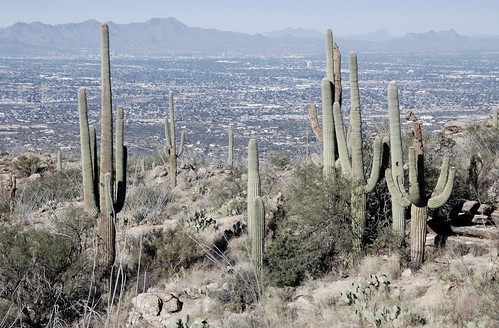 park arizona cactus usa southwest west america view tucson south north az national american northamerica saguaro gigantea carnegiea