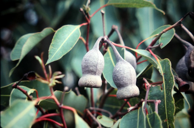Corymbia ficifolia (Western Australian Flowering Gum) - cultivated