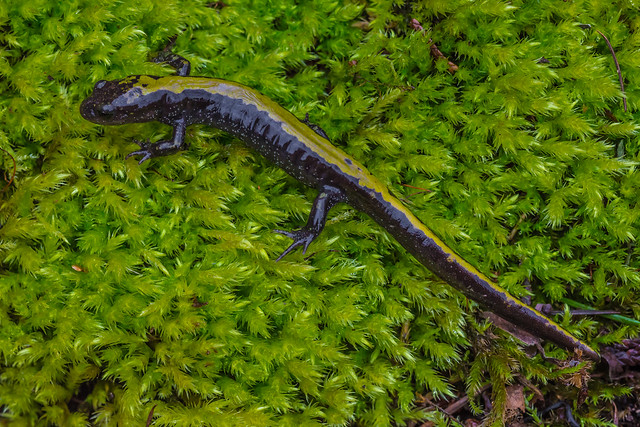 Western Long-Toed Salamander Found on Olympic Peninsula