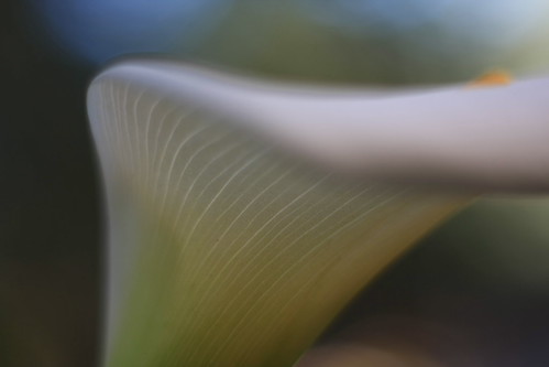 Calla Lilly | by ChristinaPhelps808