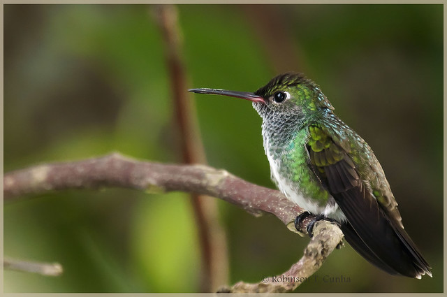 Bird - Plain-bellied Emerald