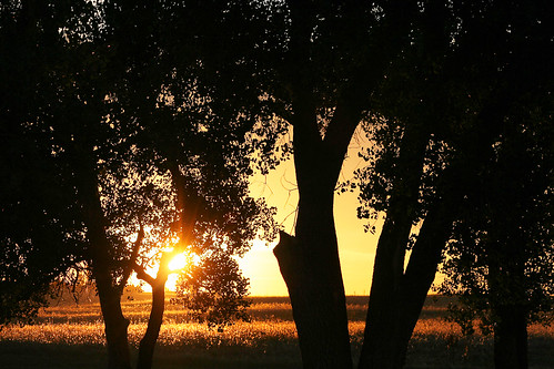 morning trees summer orange yellow sunrise flora colorado unitedstates sunburst cottonwoods commercecity barrlakestatepark