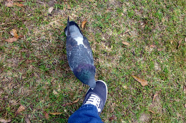 Pigeon pecking at my foot