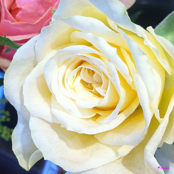 薔薇 Roza Hybrids 白い薔薇の花言葉は 尊敬 私はあなたに相応しい だそうです Hanatomosan Flickr