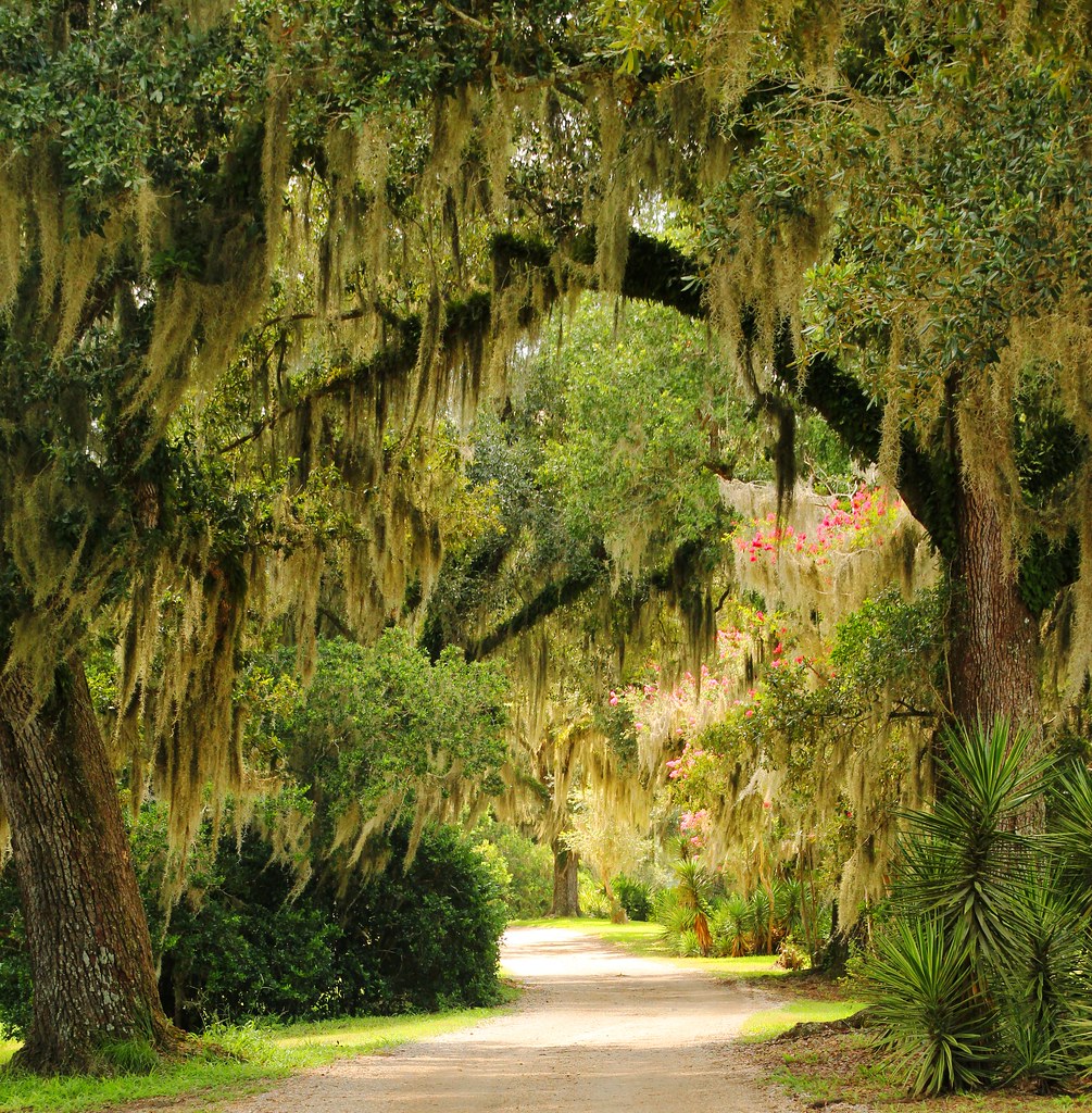Avery Island - Jungle Gardens, Louisiana | Jungle Gardens is… | Flickr