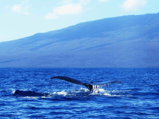 Pacific Humpback Whale (Megaptera novaeangliae)