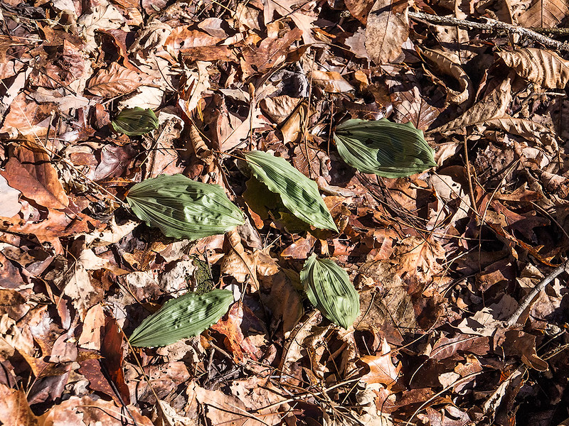 small grouping of Puttyroot orchid plants in mid-winter