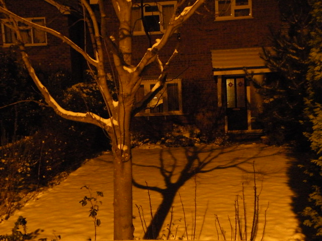Snow Tree Shadow at Night