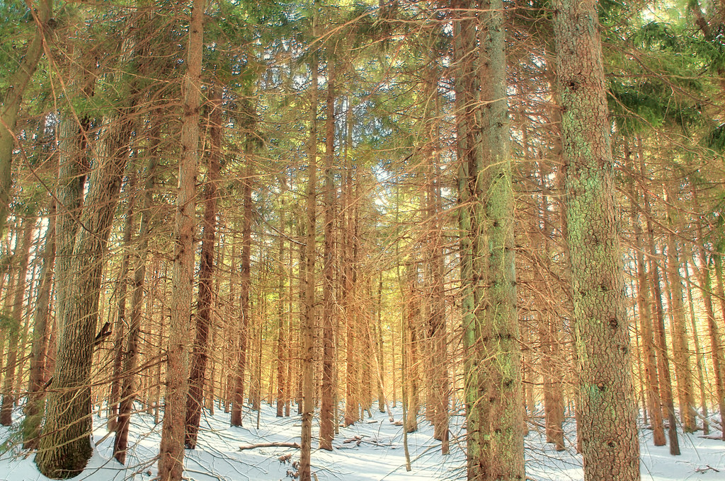 Boundary Line Trail