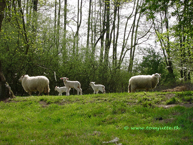 Lambs in the grass, Holterberg, Netherlands - 5270