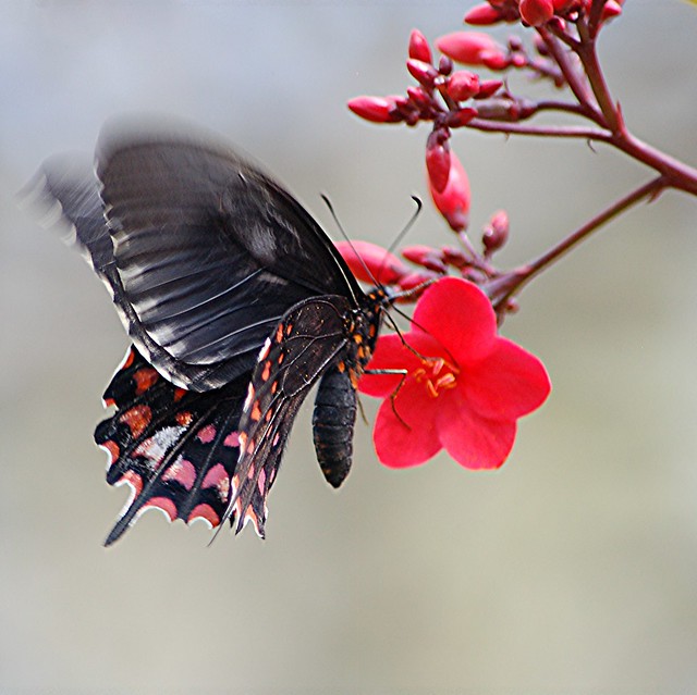 Pink spotted Papilio erostratus is nectaring on Spicy Jatropha
