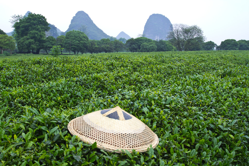 Guilis Tea Guilin Tea Plantation _ Tea in Guilin, China – CEMVJ