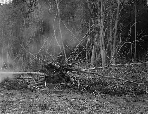 trees blackandwhite bw film nature water landscape dead outside war peace smoke bamboo creation 4x5 rent ilford largeformat desolationrow bambooreserve