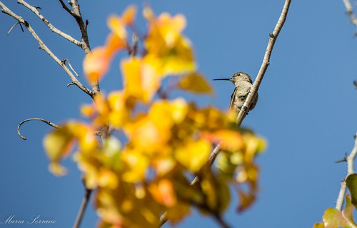 Hummingbird | by Maria8800