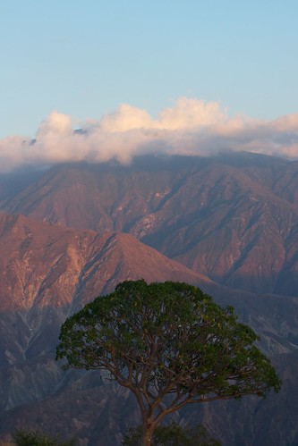 árbol tree chicamocha sunset atardecer nubes clouds cañóndelchicamochacanyon santander colombia