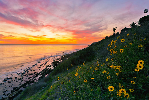 ocean california flowers sunset wild tree green beach reflections coast spring colorful day pacific palm hillside verdes rugged palos pwpartlycloudy