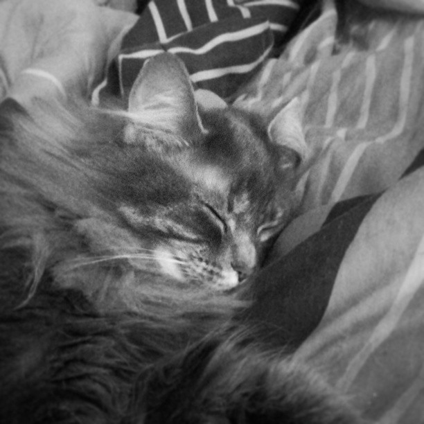 Soft kitty, warm kitty, little ball of fur. Happy kitty, s… | Flickr