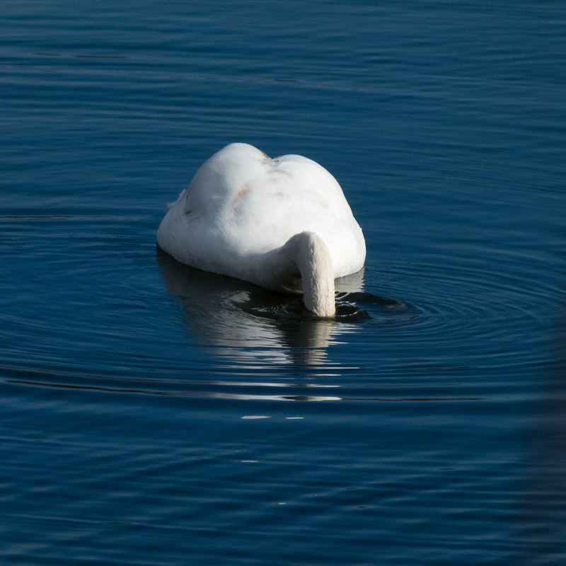 Young swan feeding