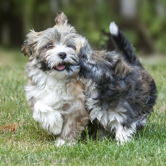 Running and playing  Havanese puppys