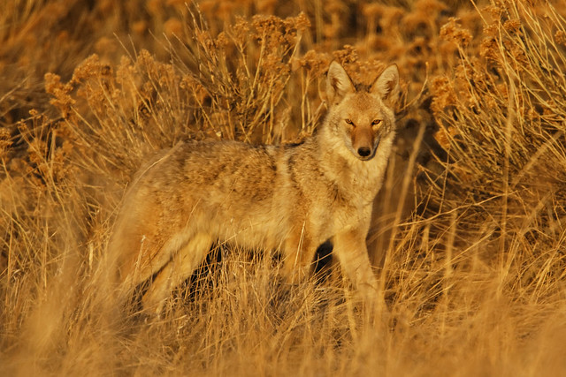 Amber eyes coyote