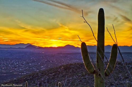 sunset cactus sky sun desert saguaro hdr canon7d tamronsp2470mmf28divcusd
