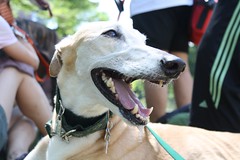 Greyhound Adventures at Lake Waban, Wellesley MA, August 7th 2016