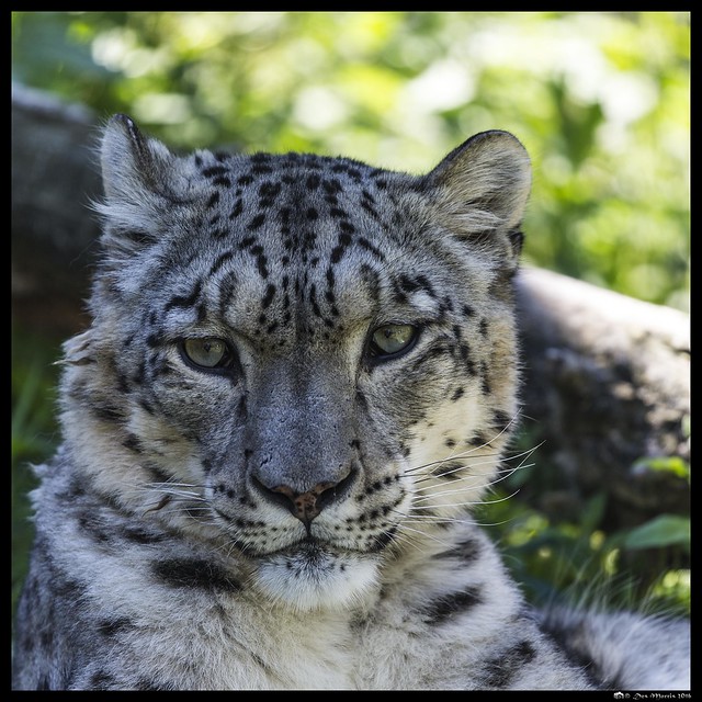 Snow Leopard At Rest