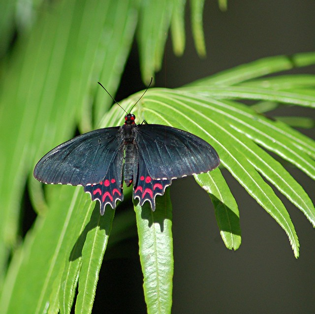Pink-spotted Parides photinus and shadow