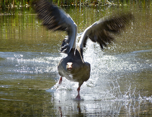 Messy take off!! | by Dwarf Sweetpea