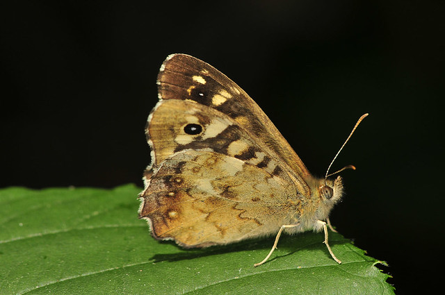speckled wood midday july 2018