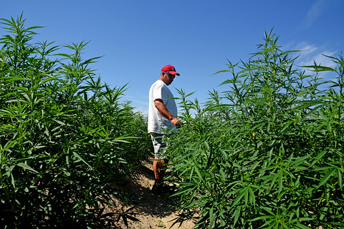 Broadway Hemp's Ryan Patterson checks on his plants on his Harnett County hemp farm.