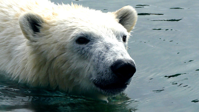 Polar Bear @  The Columbus Zoo
