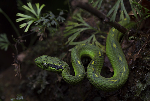 Yellow-blotched Palm Pit Viper | (Bothriechis aurifer) Vulne… | Flickr