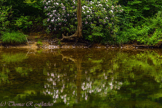 River and Rhododendron