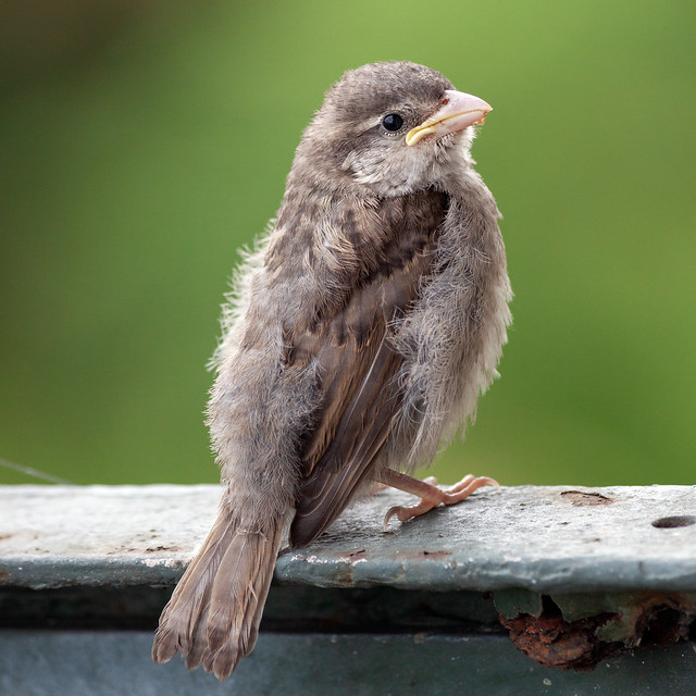 House sparrow fledgling