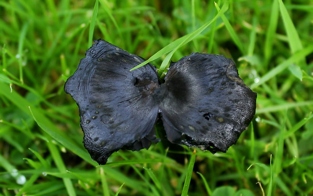 Black fungi