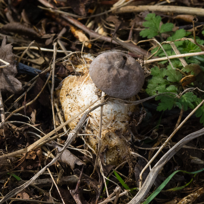 Beaked earth star