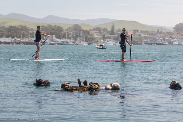Two Standup Paddle (SUP) Surfers  - Sea Otters (Enhydra lutris), from a raft of about 15,