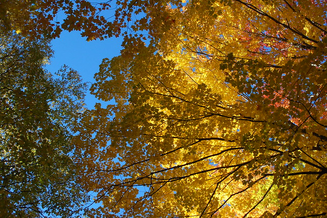 Autumn Maple Canopy.