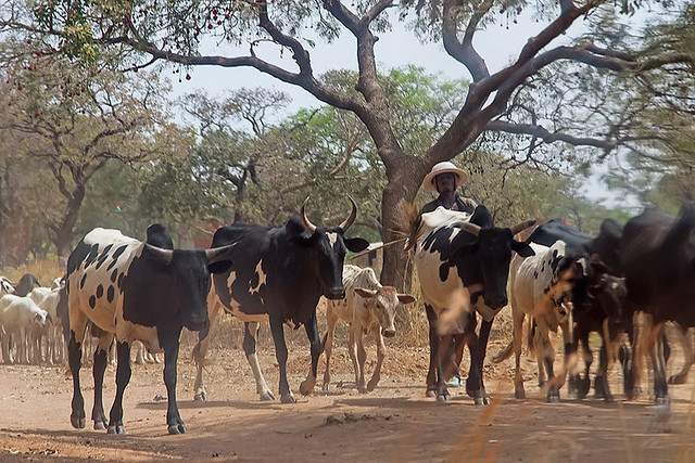 A man herding his cattle in Banfora, Burkina Faso.