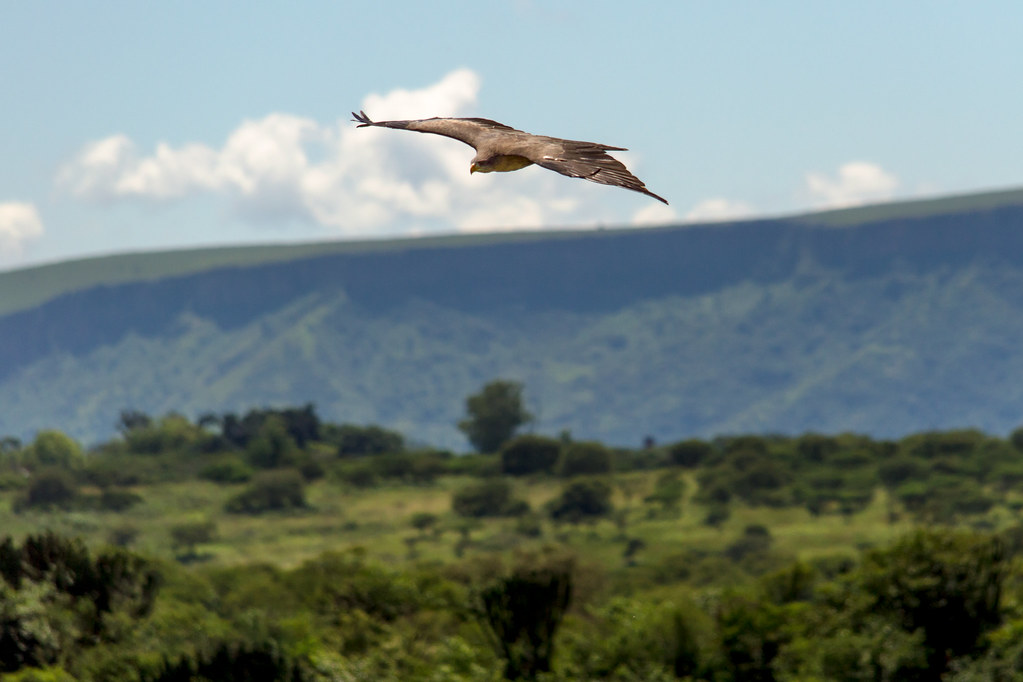 Yellow-billed Kite in Flight