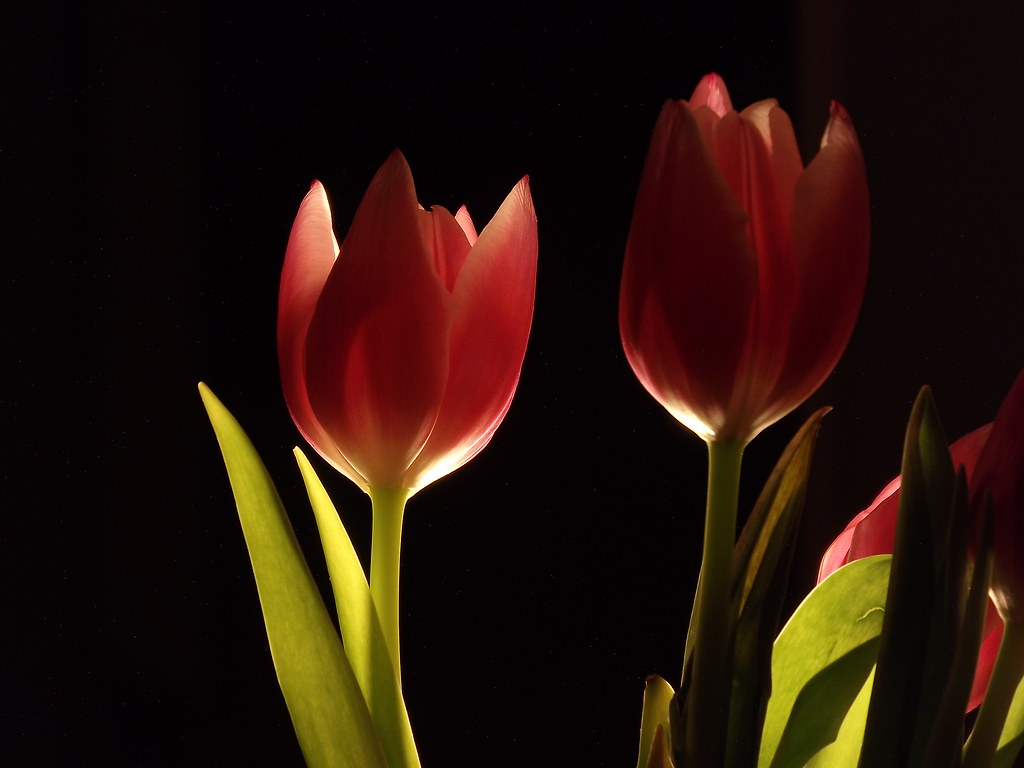 Tulipán IV. / Tulip IV. | Hegymegi Rita | Flickr